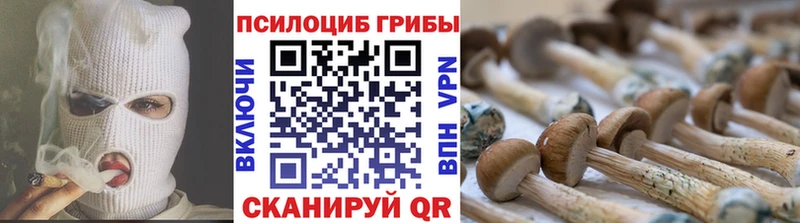 купить наркотики сайты  Сланцы  Галлюциногенные грибы Cubensis 